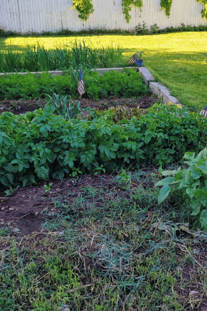 Image illustrates potatoes for when to plant potatoes.