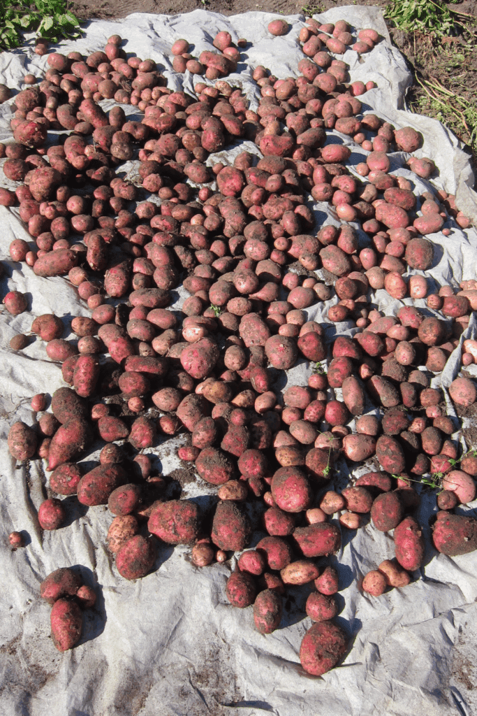 Image illustrates potatoes for when to plant potatoes.