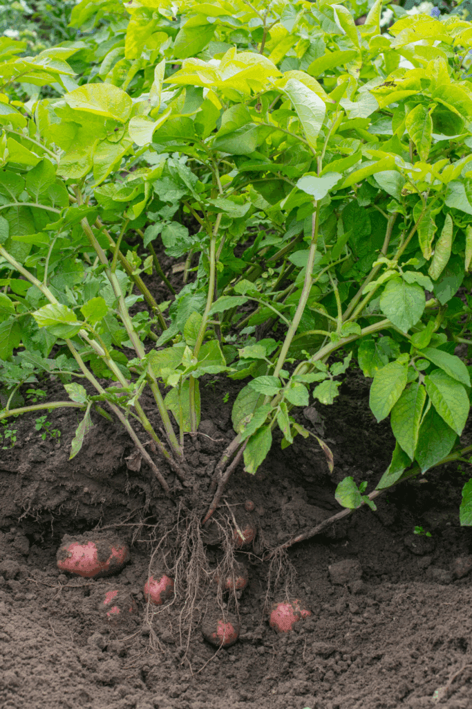 Image illustrates potatoes for when to plant potatoes.