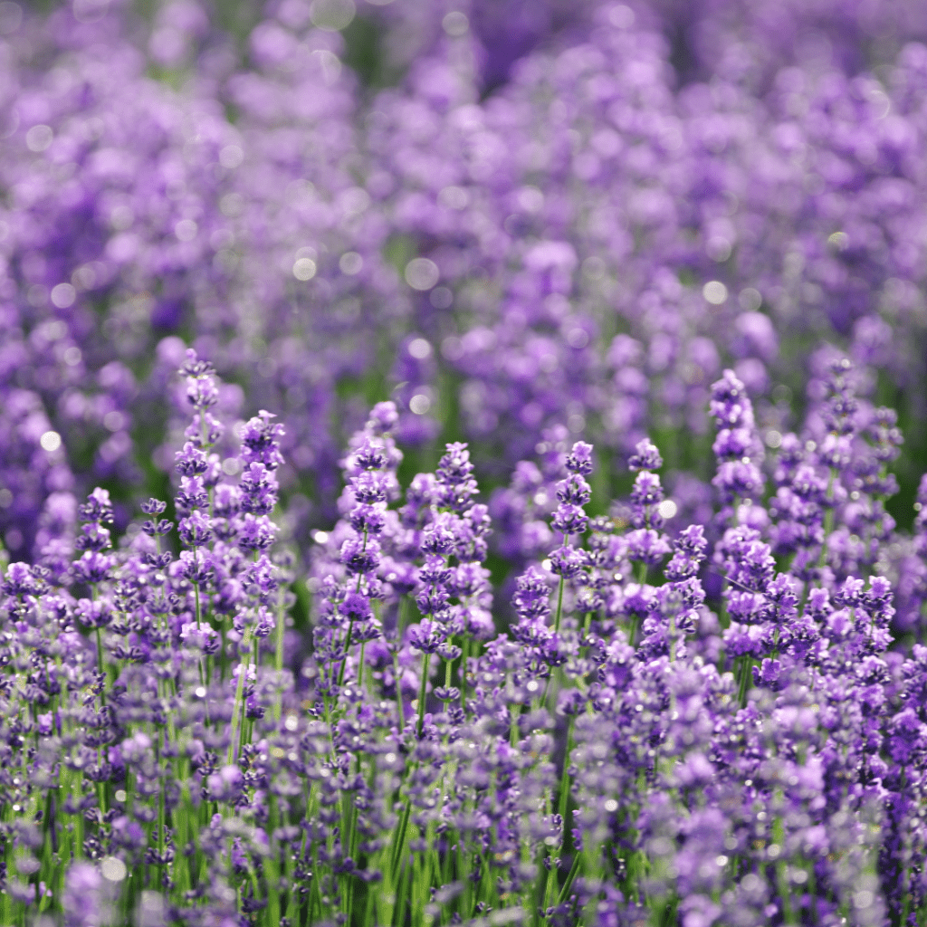 Image illustrates lavender. 
