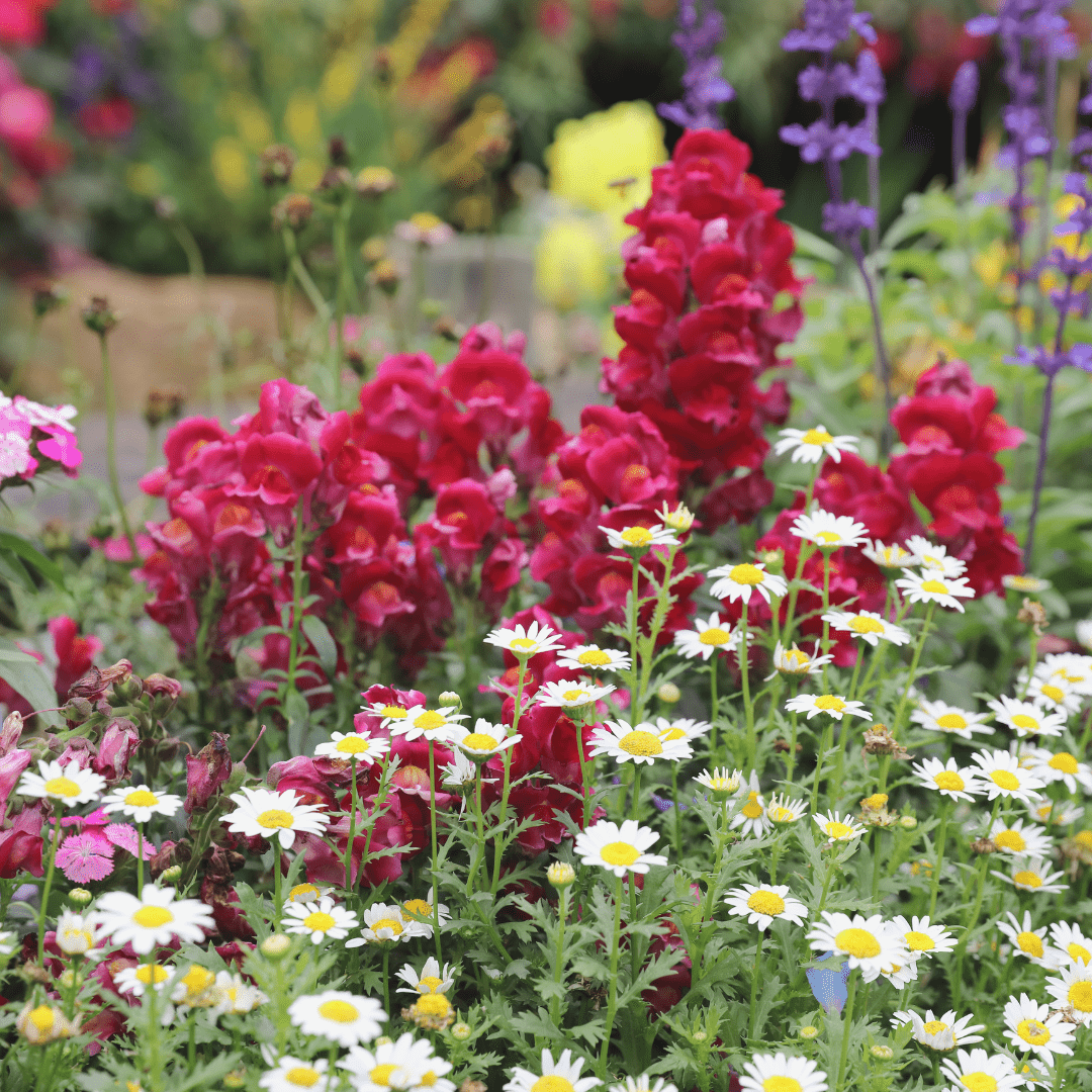 The Best Perennial Flowers for a Low-Maintenance Garden!