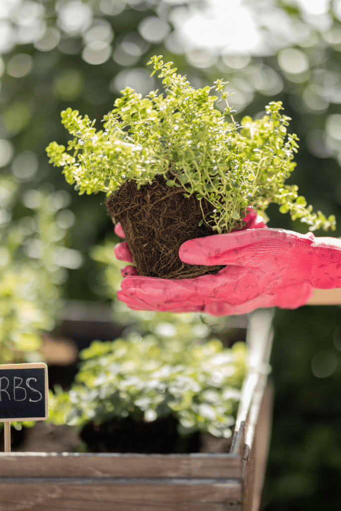 Image illustrates sustain gardening for earthing day. 