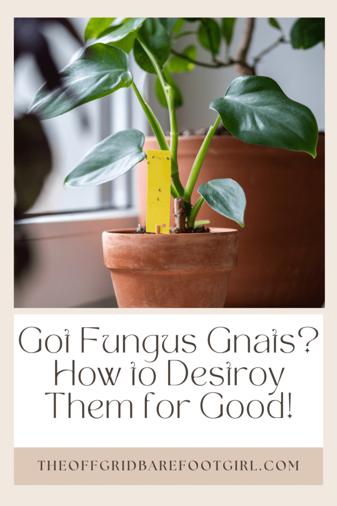 Image illustrates a Pinterest pin of fungus gnats.