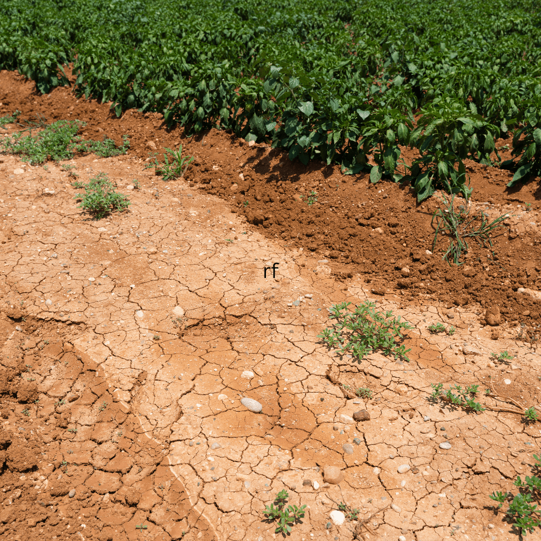 Image illustrates drought tolerant plants.