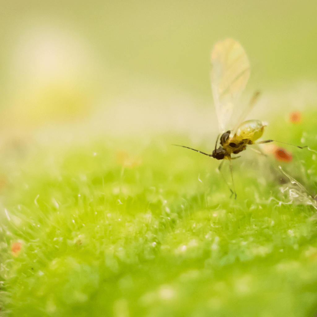 Image illustrates a fungus gnat.
