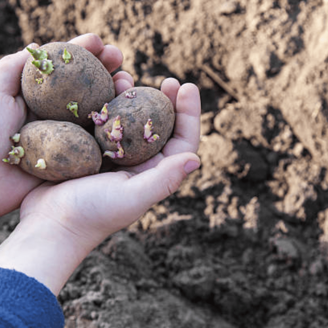 Image illustrates seed potatoes for when to plant potatoes.