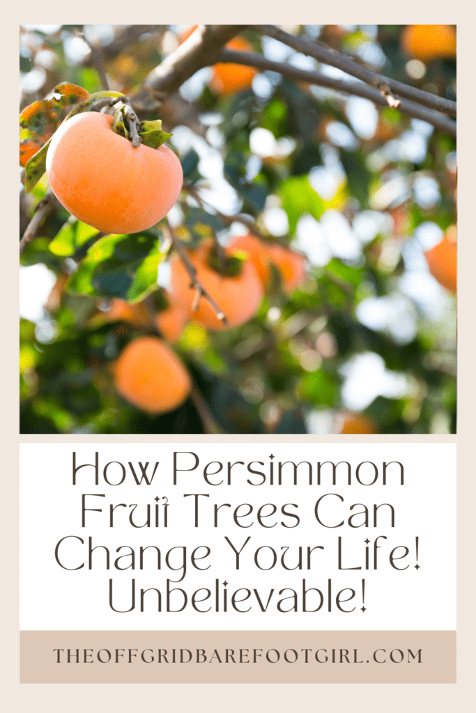 Image illustrates a Pinterest pin of persimmon fruit trees. 