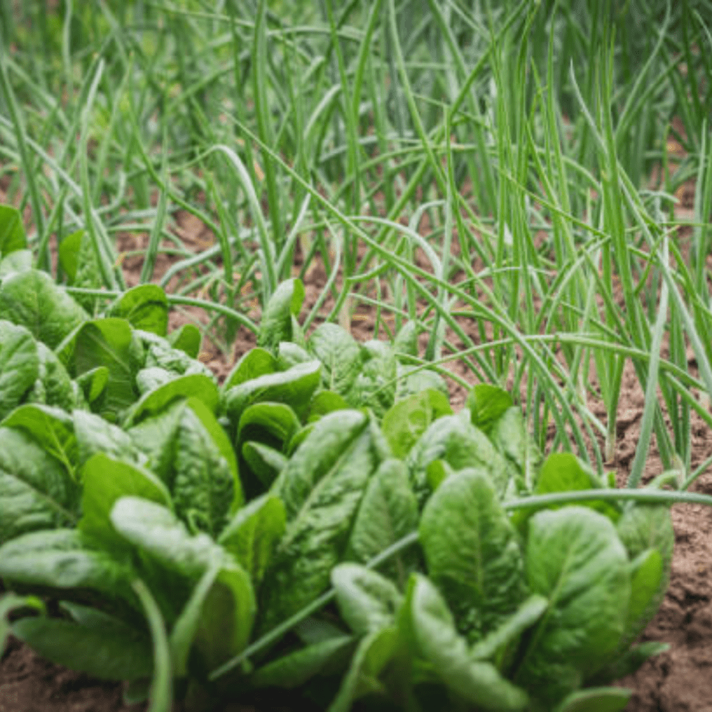 Image illustrates the best spring vegetables to grow. 