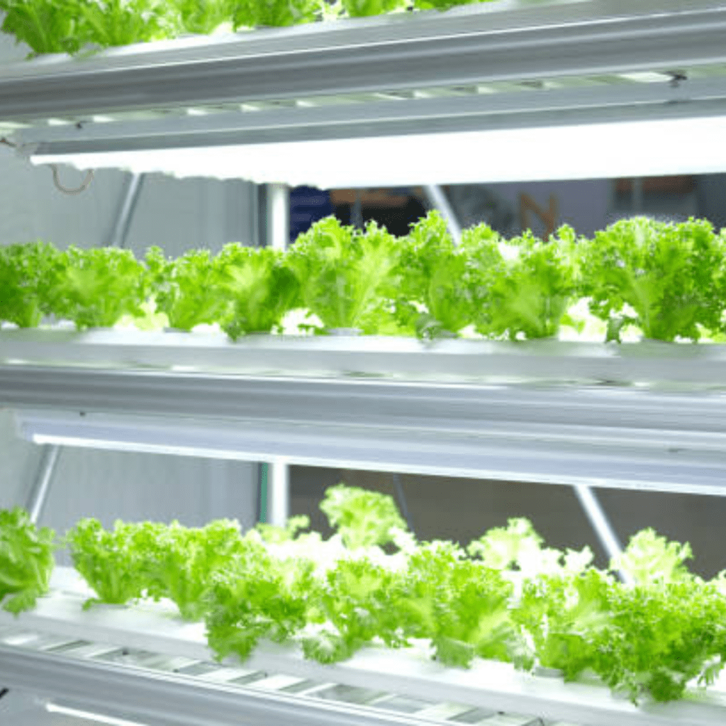 Image illustrates grow lights for gardening indoors. 