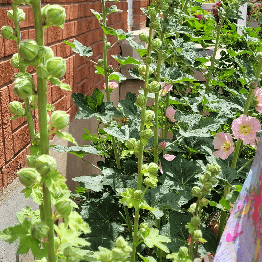 Image illustrates hollyhocks for a flower garden. 