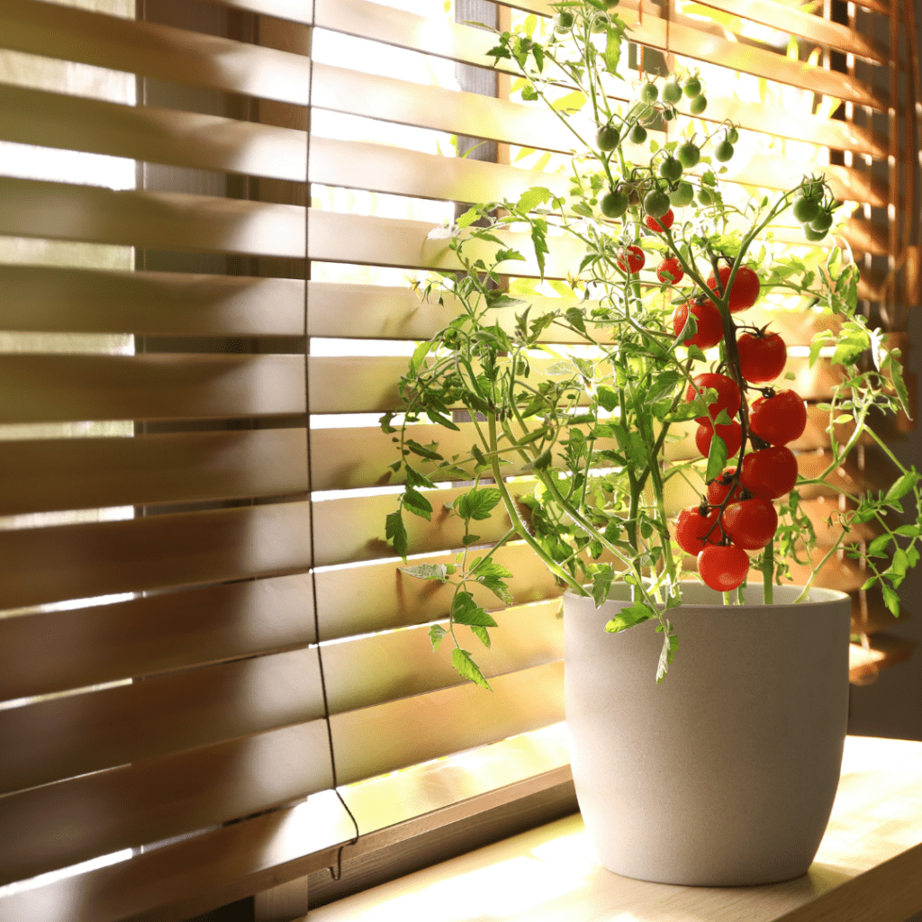 Image illustrates a tomato plant on a window sill for gardening indoors.
