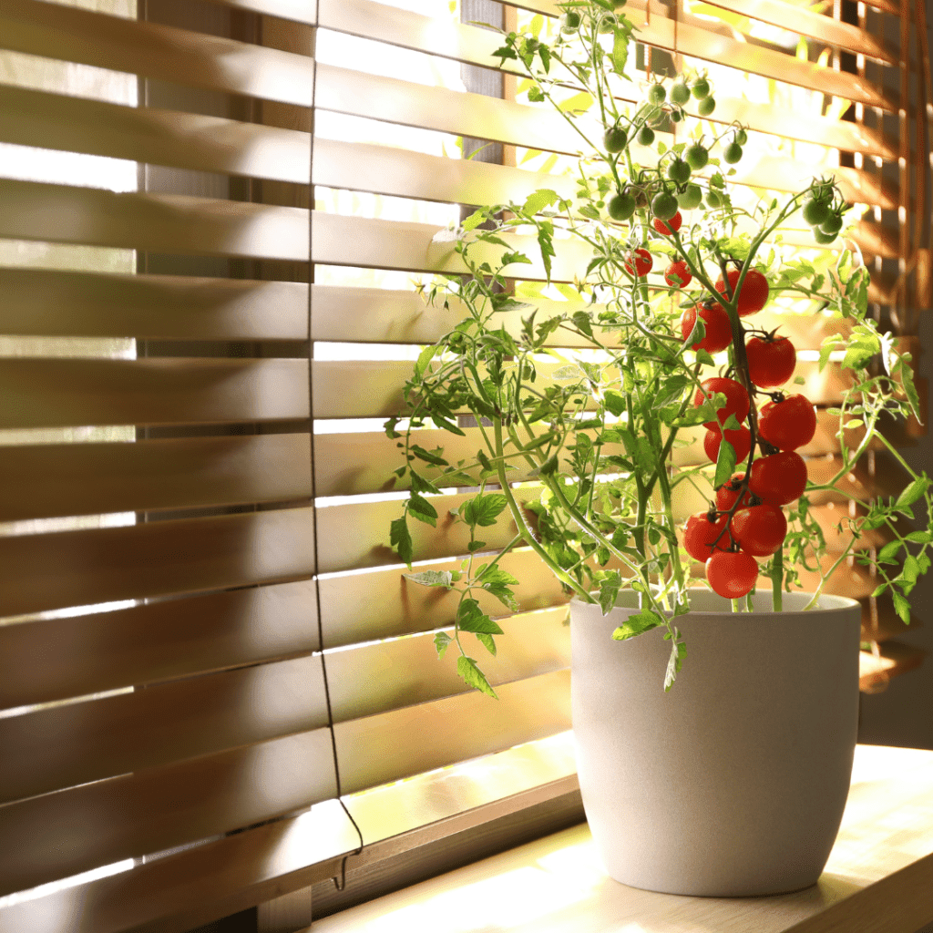 Image illustrates a tomato plant on a window sill for gardening indoors.