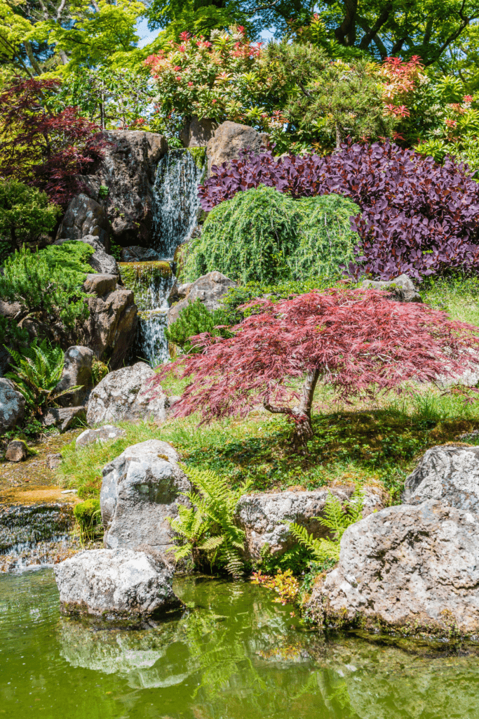 Image illustrates a Japanese tea garden. 