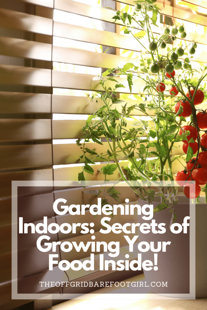 Image illustrates a Pinterest pin of a tomato plant for gardening indoors. 