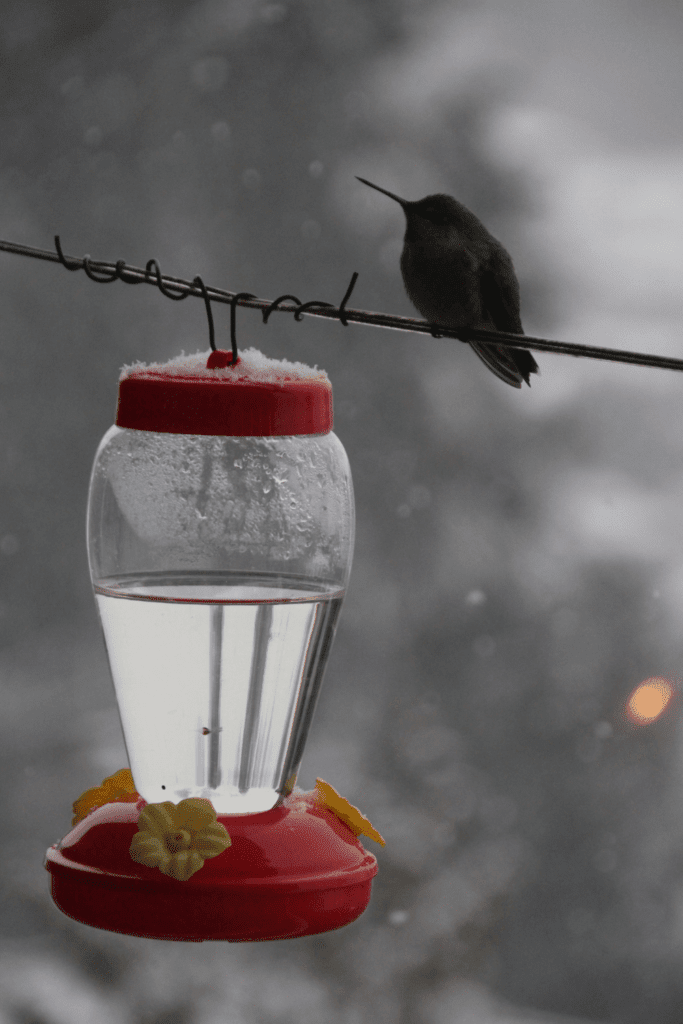 Image illustrates a hummingbird feeder for the best hummingbird feeders with bee guards. 