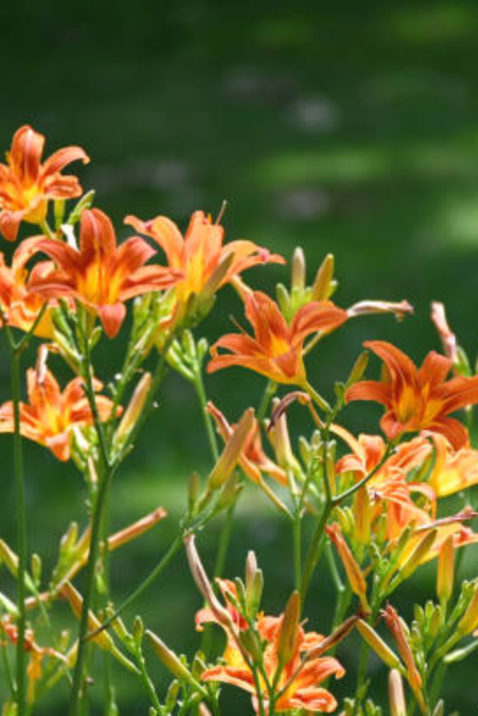 Image illustrates tiger lilies.