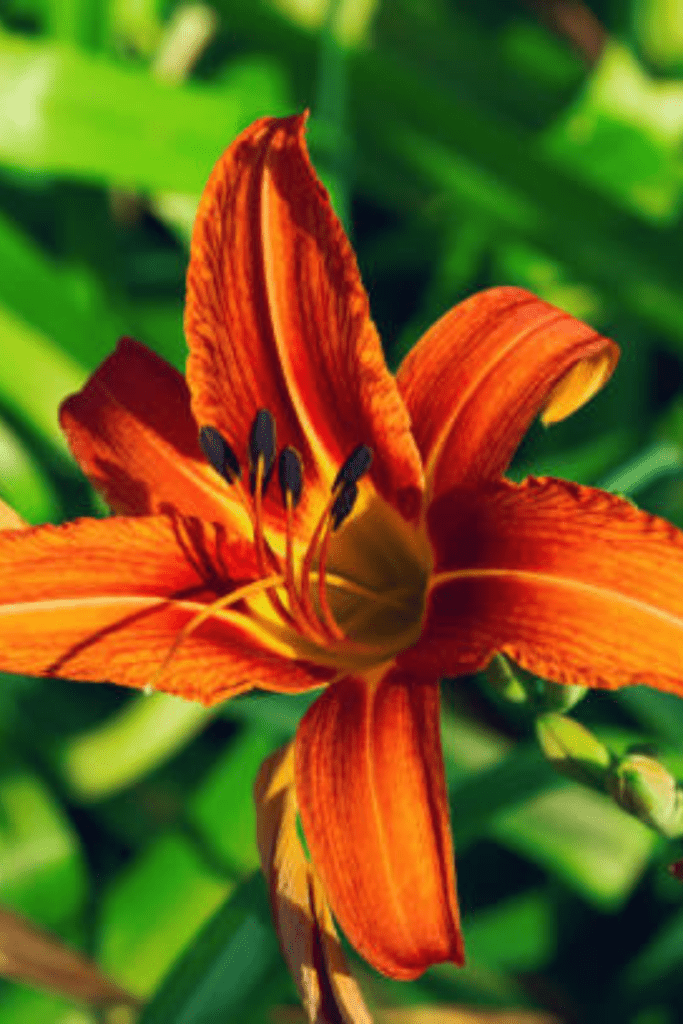 Image illustrates flowers.