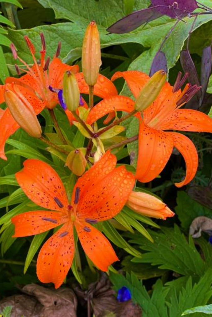 Image illustrates tiger lilies.