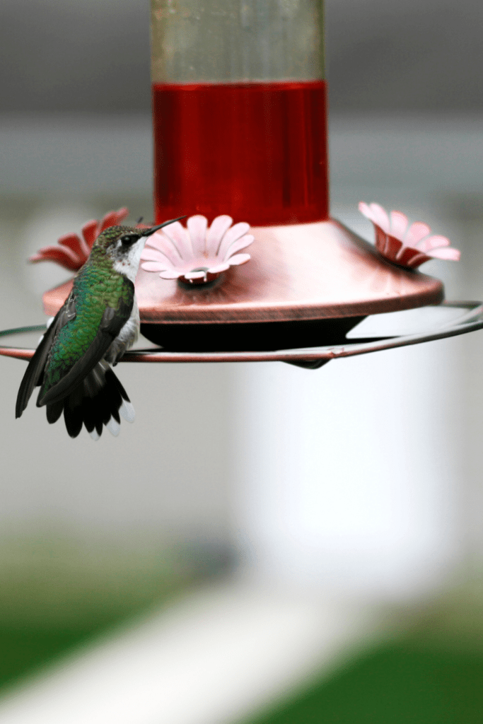 Image illustrates a hummingbird feeder for the best hummingbird feeders with bee guards. 