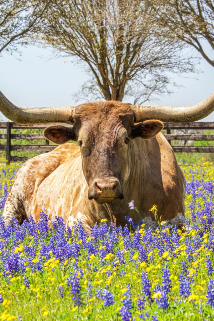 Image illustrates the best states for off grid living. 