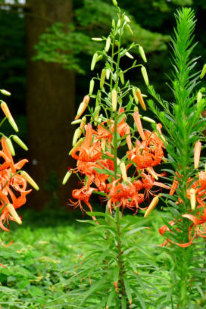 Image illustrates tiger lilies.