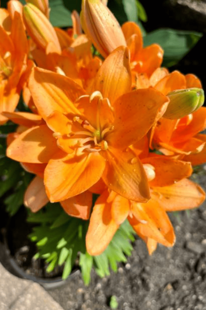 Image illustrates tiger lilies.