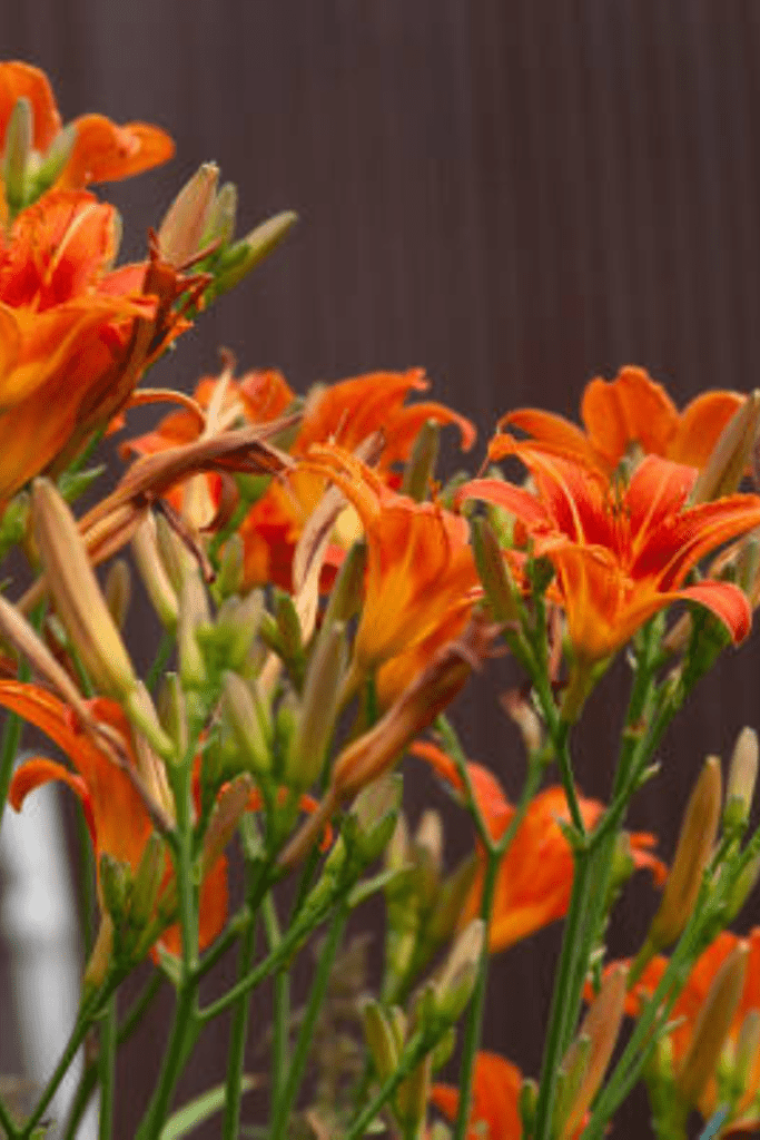 Image illustrates flowers. 