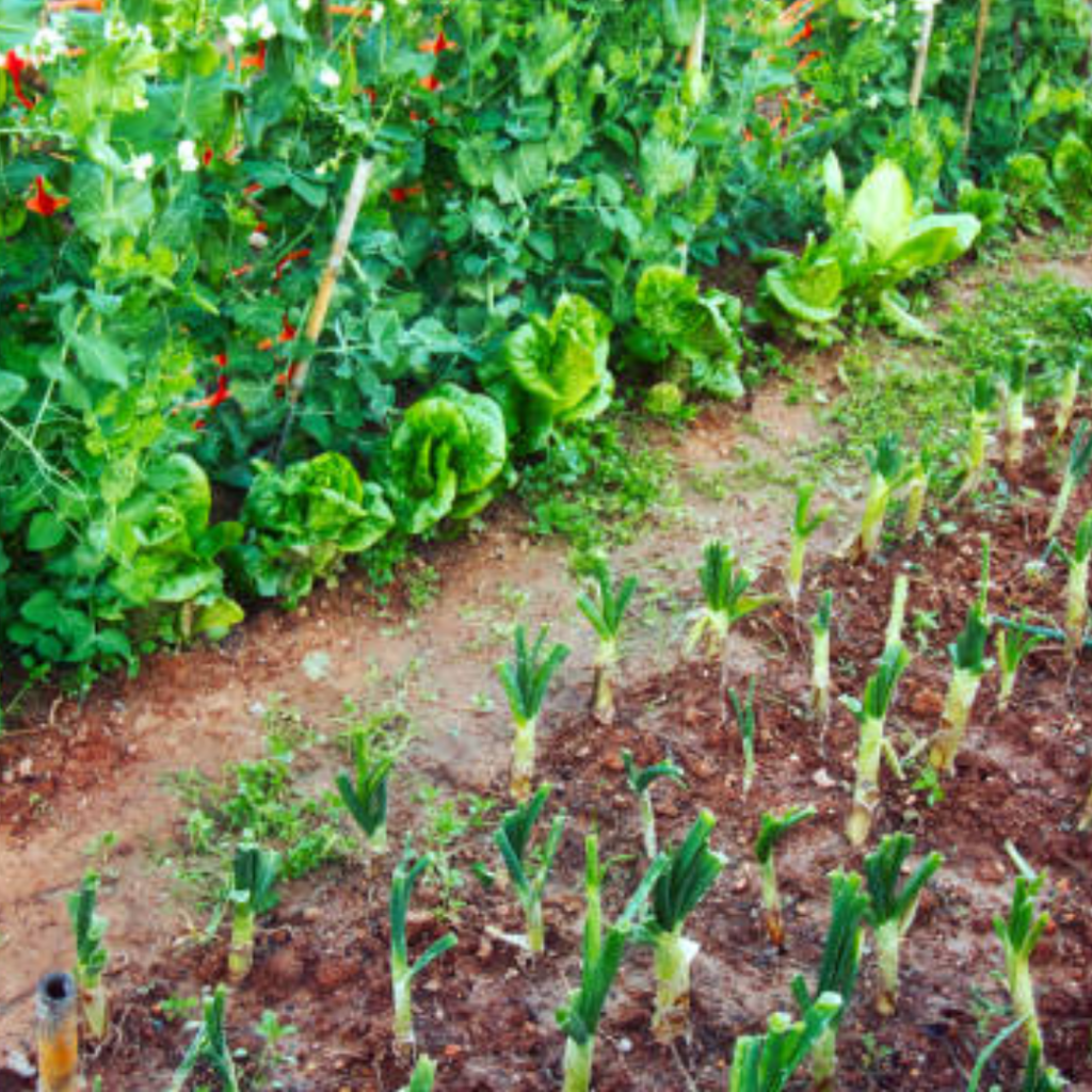 Image illustrates a survival garden. 