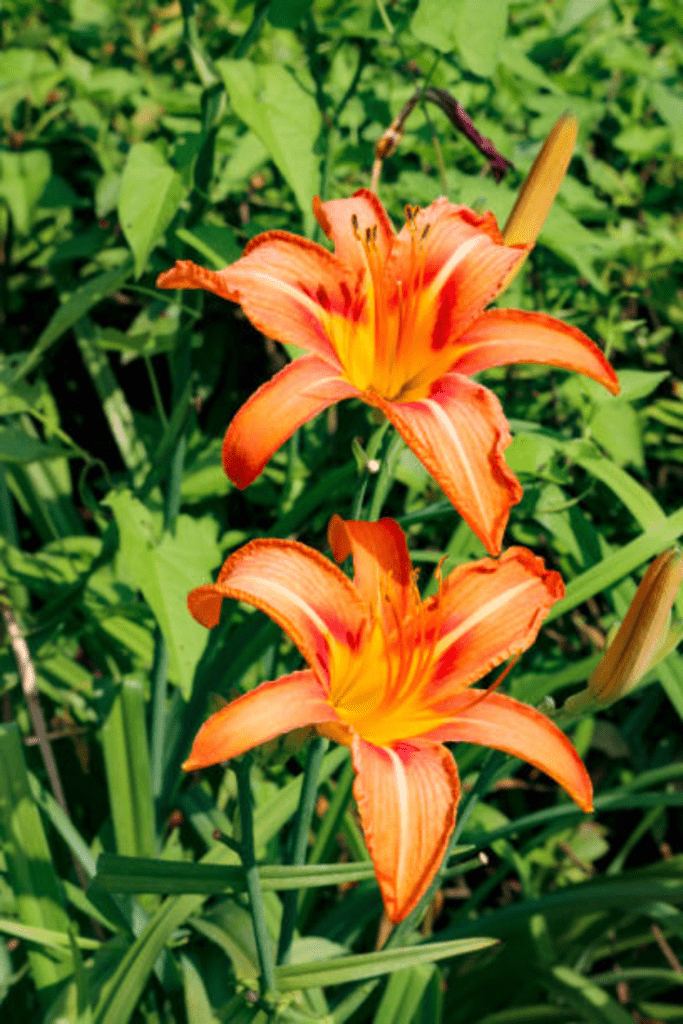Image illustrates tiger lilies.