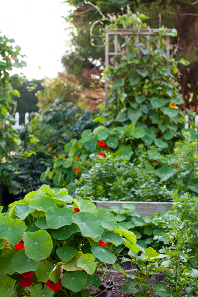 Image illustrates vertical gardening plants for small spaces. 