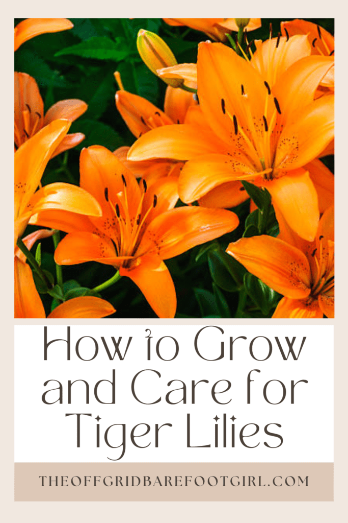 Image illustrates a Pinterest pin of tiger lilies. 