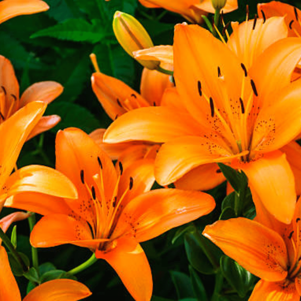 Image illustrates tiger lilies.