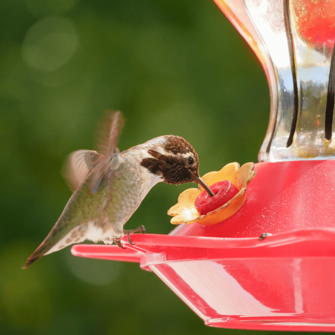 Image illustrates hummingbird feeders with bee guards.