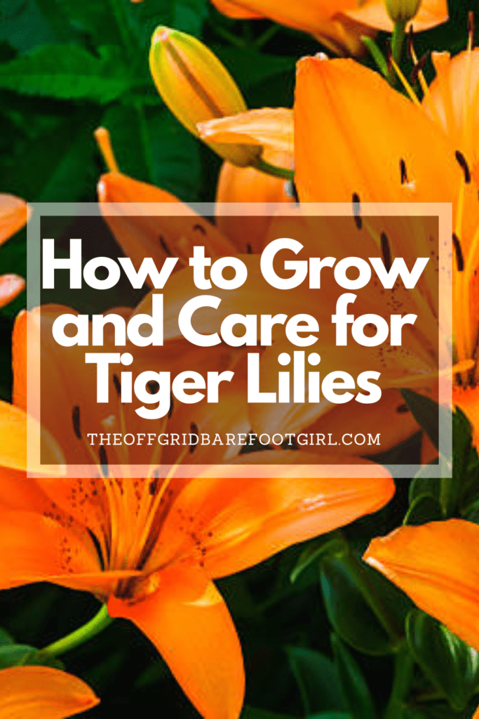 Image illustrates a Pinterest pin of tiger lilies. 