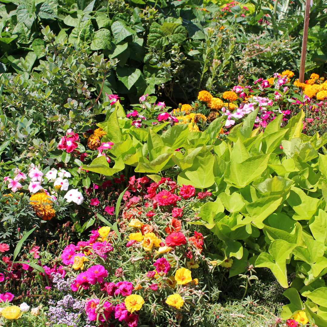 How to Create a Stunning Foodscaping Design!