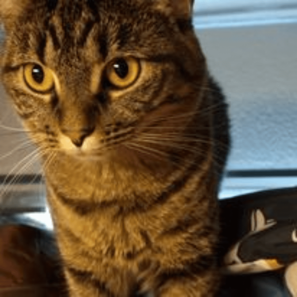 Image illustrates a cat.