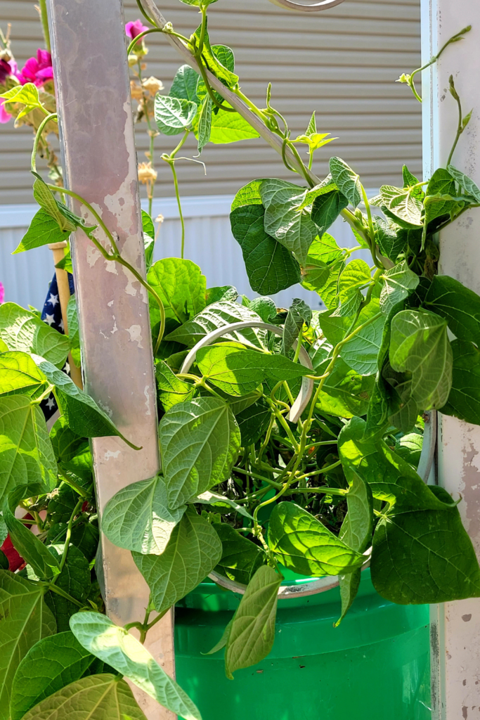 Image illustrates growing food in 5 gallon buckets.