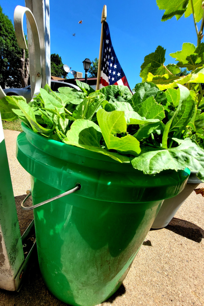 Image illustrates growing food in 5 gallon buckets.