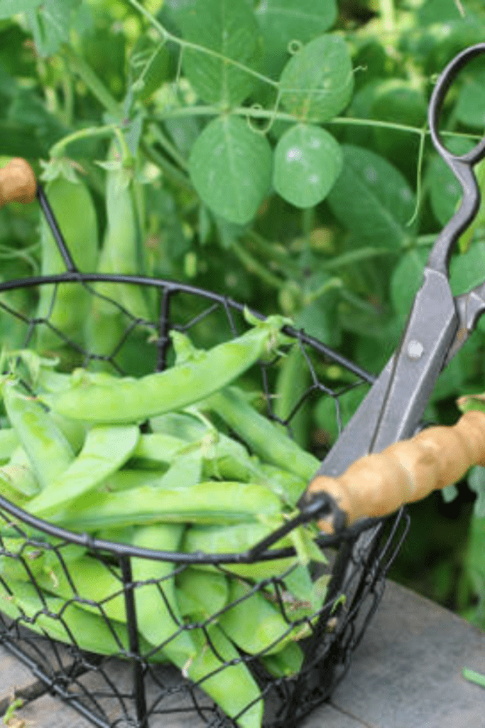 Image illustrates green garden peas.