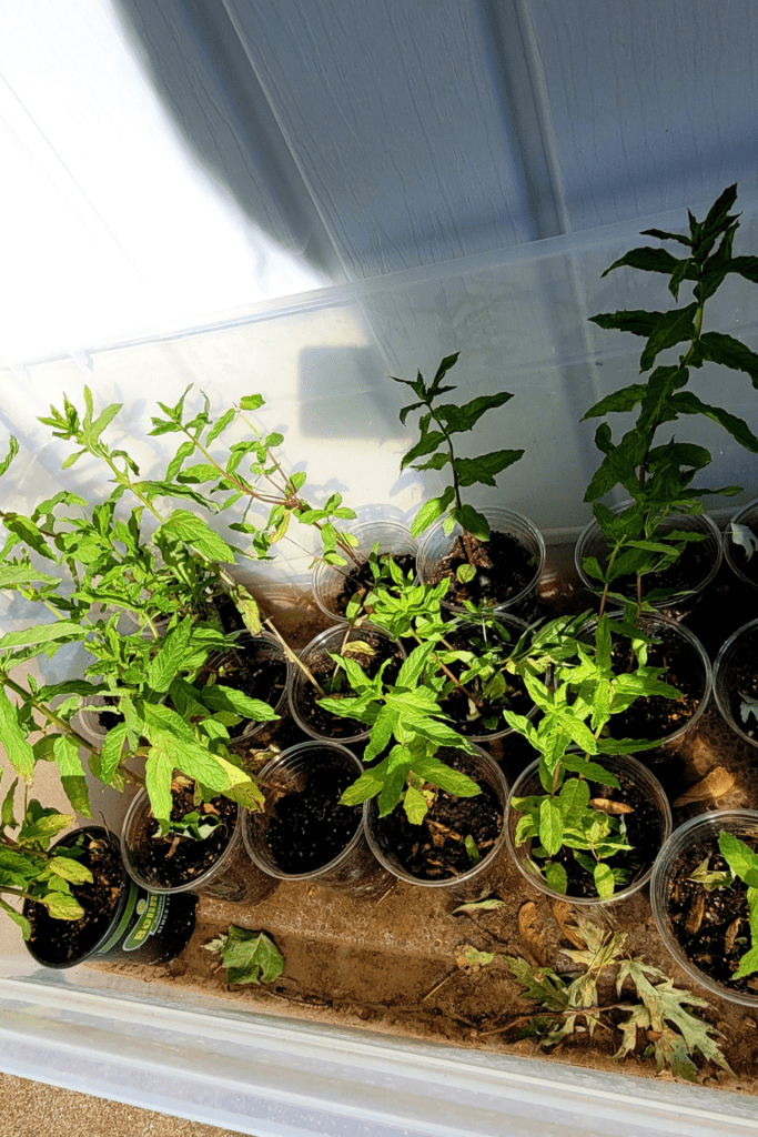 Image illustrates spearmint plants.