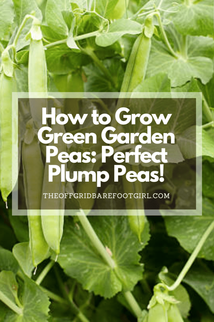 Image illustrates a Pinterest pin of green garden peas. 