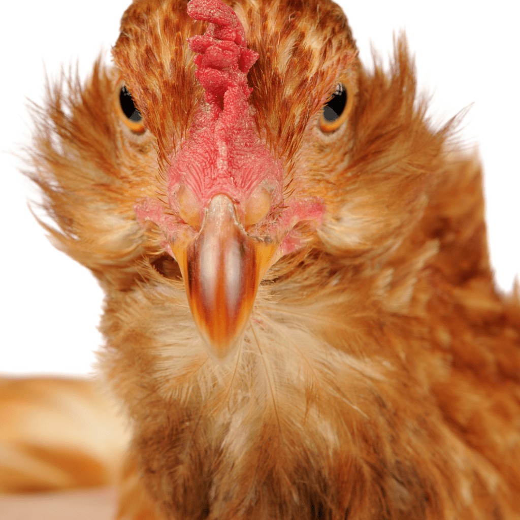 Image illustrates a close up face of a chicken for signs you're a homesteader.