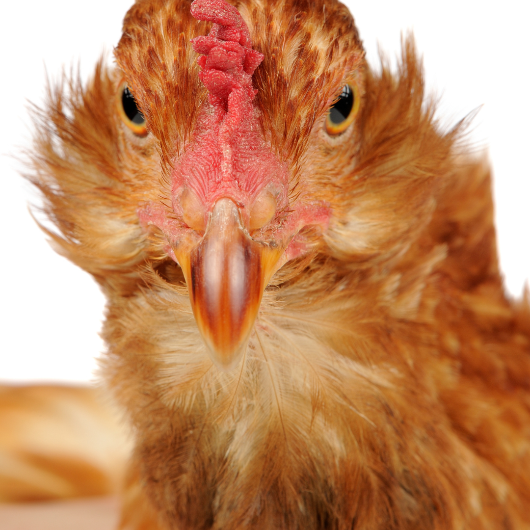 Image illustrates an up close face of a chicken for signs you're a homesteader.