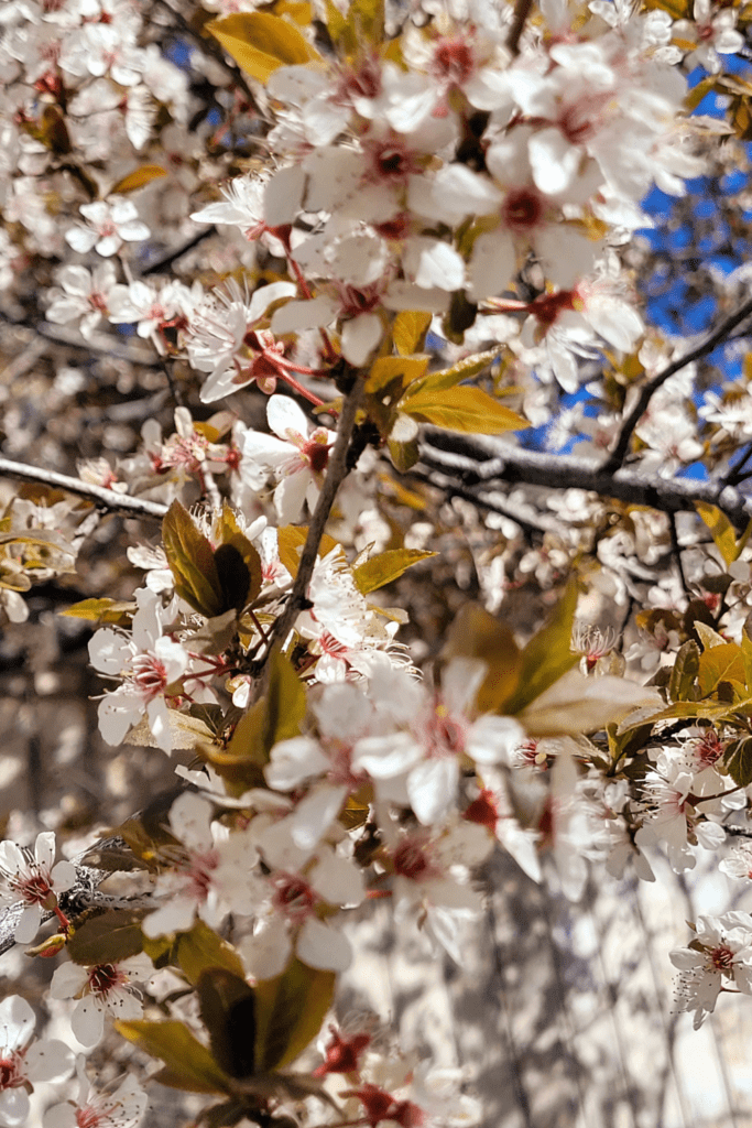 Image illustrates cherry plum trees. 