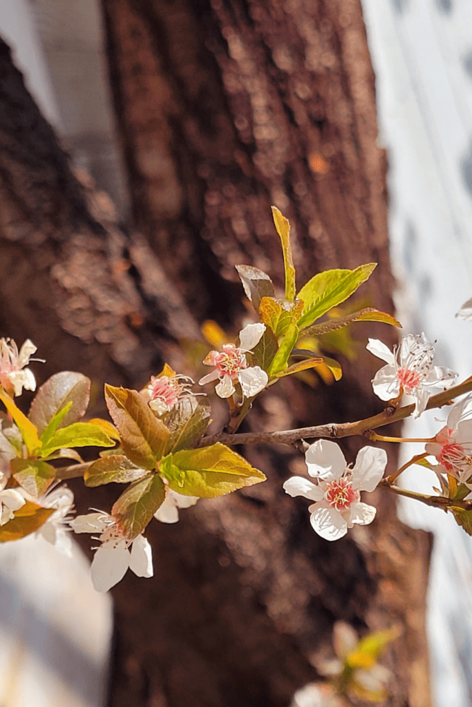 Image illustrates cherry plum trees. 