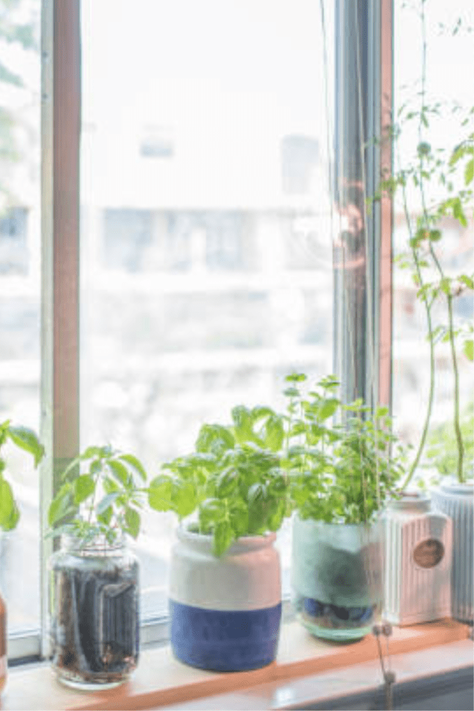 Image illustrates a window garden for apartment homesteading.