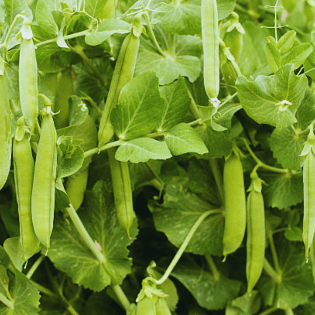 Image illustrates green garden peas. 