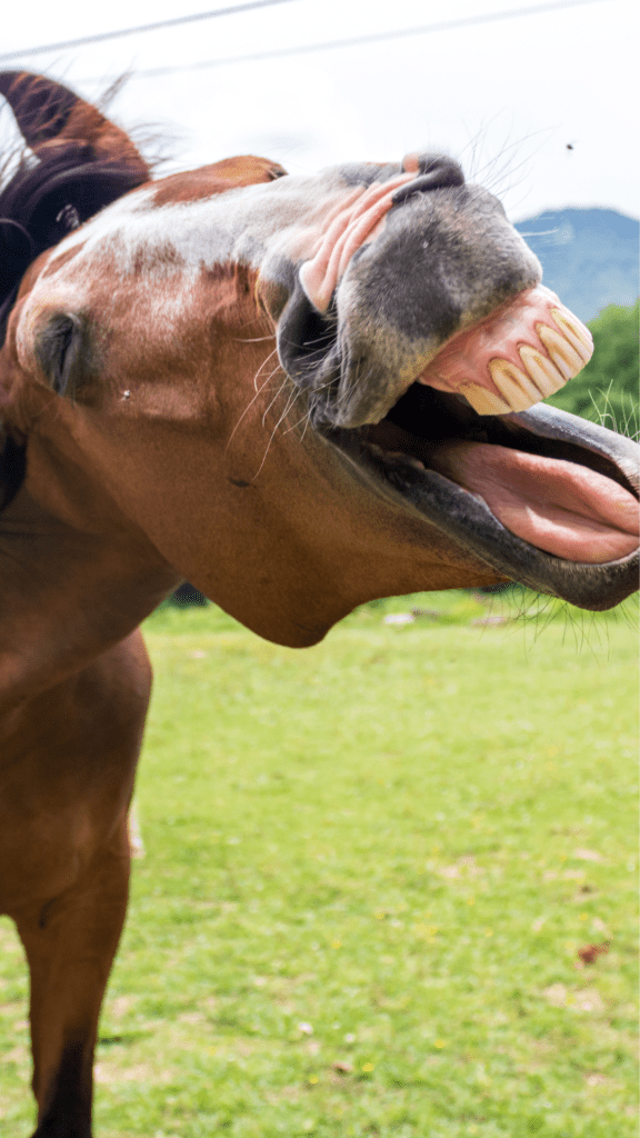 Image illustrates a laughing horse for signs you're a homesteader.