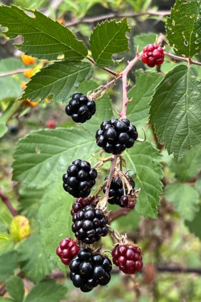 Image illustrates foraging food for SHTF planning. 