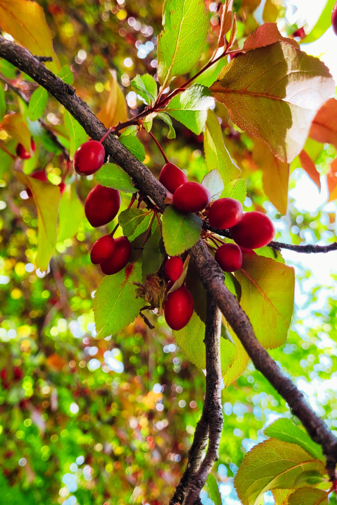 Image illustrates cherry plum trees. 